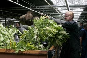 MAIORIA E PCP CONTRA LEGALIZAÇÃO DE CULTIVO E CLUBES DE CANÁBIS DO BE