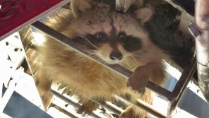 Direitos Reservados (Rob Mac/Twitter)