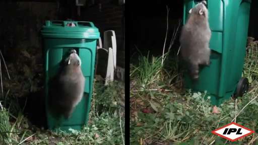 TORONTO PREPARA-SE PARA INTRODUZIR CONTENTORES VERDES RESISTENTES AOS ROEDORES