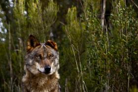 ÚNICO CENTRO DE RECUPERAÇÃO DO LOBO IBÉRICO DO PAÍS COM TRÊS JOVENS LOBOS