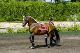 ALTER DO CHÃO QUER CANDIDATAR CAVALO ALTER REAL A PATRIMÓNIO DA HUMANIDADE