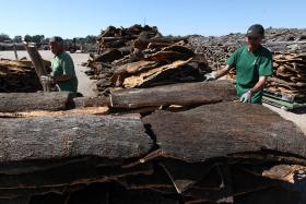 LUCRO DA CORTICEIRA AMORIM SOBE MAIS DE 40% E ATINGE 8,4MEURO NO 1.º TRIMESTRE