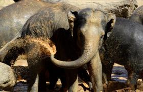 LEVANTAMENTO AÉREO VAI CONTABILIZAR ELEFANTES NO SUL DE ANGOLA