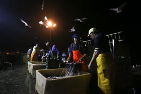 PESCADORES DE PENICHE E NAZARÉ VOLTAM A PESCAR SARDINHA