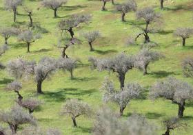 MINISTRA DA AGRICULTURA DESAFIA ORGANIZAÇÕES DO SETOR DO AZEITE A APROVEITAREM FUNDOS