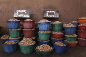 PREÇO DA CASTANHA DE CAJU DA GUINÉ-BISSAU EM ALTA BENEFICIA PRODUTORES — ASSOCIAÇÃO