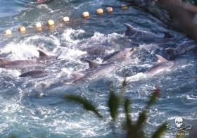 METADE DOS GOLFINHOS CAPTURADOS VIVOS NO JAPÃO É EXPORTADA
