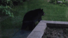 Um urso preto é visto num quintal na Holland Landing no sábado. A polícia acredita que este pode ser o mesmo urso que foi flagrado num quintal em Newmarket na manhã de domingo. (Twitter / @ vauzah)
