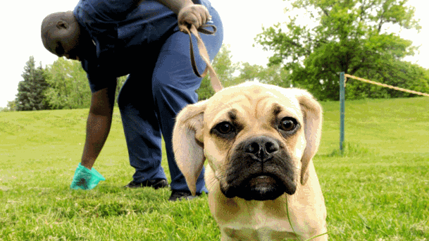 Autoridades de Toronto estão a intensificar os seus esforços de aplicação de leis relativas ao uso de trela na cidade