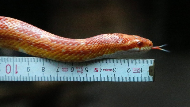 Uma serpente é medida durante um inventário no jardim zoológico em Duisburg, Alemanha - 14 de janeiro de 2015. (AP Photo / Frank Augstein)