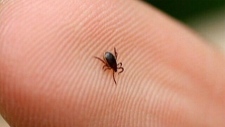 ESPECIALISTA ADVERTE QUE A DOENÇA DE LYME ESTÁ A ESPALHAR-SE NO CANADÁ