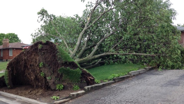 Uma árvore arrancada é vista em London na sequência de uma forte tempestade no sábado, 30 de maio de 2015. (CTV Londres)