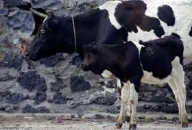 ANGOLA INVESTE 670 ME PARA REDUZIR IMPORTAÇÃO DE CARNE BOVINA ATÉ 2018