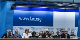 FAO PEDE 20 MILHÕES DE DÓLARES CONTRA GRIPE DAS AVES NA ÁFRICA OCIDENTAL
