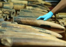 AUTORIDADES MOÇAMBICANAS INCINERAM MAIS DE DUAS TONELADAS DE MARFIM E CORNOS DE RINOCERONTE