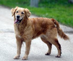 GNR REGISTA POR MÊS QUASE 6 CRIMES CONTRA ANIMAIS DESDE OUTUBRO ATÉ JUNHO