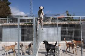 QUEM TRATAR MAL OU ABANDONAR ANIMAIS NÃO OS PODE VOLTAR A TER DURANTE 5 ANOS