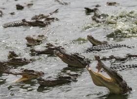 CROCODILOS MATARAM 175 PESSOAS NA PROVÍNCIA MOÇAMBICANA DE TETE DESDE 2010