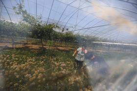 NOVOS SEGUROS AGRÍCOLAS COMEÇAM HOJE A SER OBRIGATÓRIOS EM ALGUNS CASOS