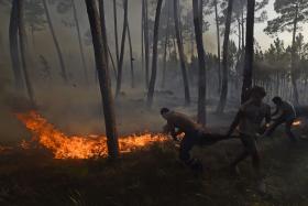 INCÊNDIOS: FOGO EM ALMALAGUÊS, COIMBRA, CONSUMIU MAIS DE 200 HECTARES DE FLORESTA