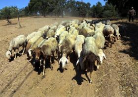 JULHO DE 2015 FOI TERCEIRO ENTRE OS DEZ MAIS SECOS DESDE 1945 – IPMA