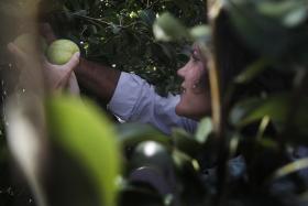 PRODUTORES DE PERA ROCHA ESPERAM QUEBRA DE 50%, MINISTRA SUBLINHA QUALIDADE DO FRUTO