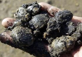 GNR APREENDE TRÊS TONELADAS DE BIVALVES EM ALBERGARIA-A-VELHA