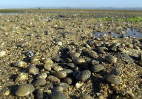APANHA DE BIVALVES PROIBIDA PORQUE ESTÃO CONTAMINADOS E É PERIGOSO PARA A SAÚDE