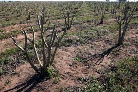 PATRONATO MOÇAMBICANO DIZ QUE ÍNDIA TÊM GRANDE POTENCIAL PARA COOPERAÇÃO EMPRESARIAL