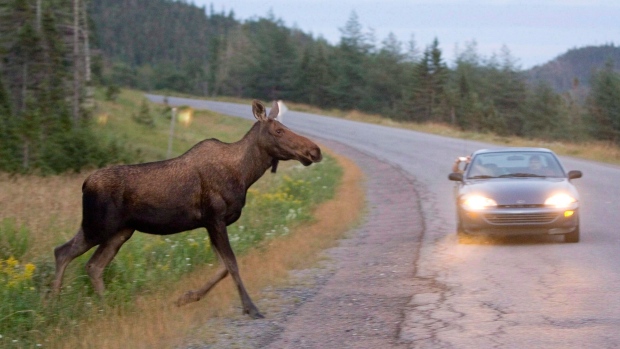 O carro estava a viajar na estrada 175 perto do Jacques Cartier Lake, quando atingiu um alce, pulou a mediana e bateu contra uma parede de pedra. (Foto de arquivo)