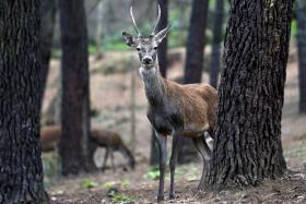 HOMEM DETIDO POR CAÇA FURTIVA DE VEADOS NA SERRA DA LOUSÃ
