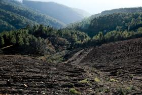 PROJETO PARA PRODUÇÃO DE BIOMASSA FLORESTAL VENCE CONCURSO DE IDEIAS EM MARVÃO