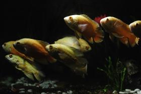 POPULAÇÃO MARINHA GLOBAL REDUZIDA PARA METADE DESDE 1970 — WWF