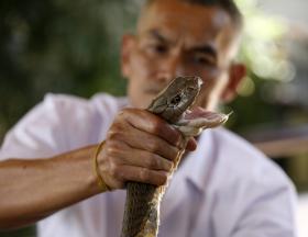 FIM DE ANTÍDOTO PARA MORDEDURAS DE COBRAS PÕE MILHARES EM RISCO – MÉDICOS SEM FRONTEIRAS