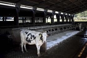 INDUSTRIAIS DO LEITE CRITICAM ATAQUES AO SETOR E “APROVEITAMENTO” DA DISTRIBUIÇÃO