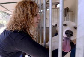 PAN QUER ESTATUTO JURÍDICO DOS ANIMAIS PARA NÃO SEREM TRATADOS COMO MERCADORIAS