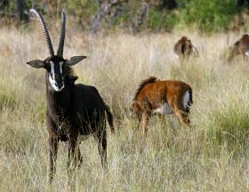 SUL DE ANGOLA ENFRENTA “DRAMA” NO ABATE DE ANIMAIS SELVAGENS POR CAÇADORES