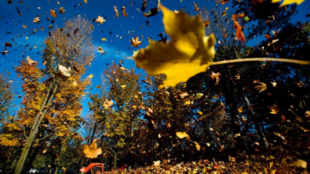 Folhas de outono no High Park em Toronto, nesta foto de arquivo de 2013. (The Canadian Press/Nathan Denette)