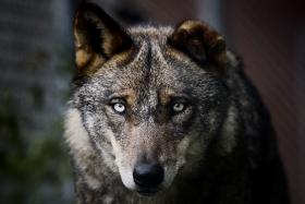 DONATIVOS GARANTEM FUTURO DO CENTRO DE RECUPERAÇÃO DO LOBO IBÉRICO