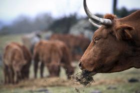 CANADÁ RETOMA IMPORTAÇÕES DE CARNE DE BOVINO EUROPEIA, INCLUINDO DE PORTUGAL