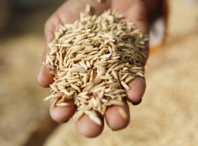 GOVERNO DO JAPÃO DOA 11 MIL TONELADAS DE ARROZ A MOÇAMBIQUE