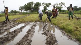 ÁREA AGRÍCOLA AUMENTA E MECANIZAÇÃO AVANÇA NA GUINÉ-BISSAU — RELATÓRIO