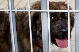 MAUS TRATOS A ANIMAIS TOTALIZAM 98 CRIMES E 4.536 MULTAS NO PRIMEIRO ANO DA LEI – GNR