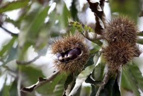 VALPAÇOS COM QUEBRA DE 20% NA PRODUÇÃO DE CASTANHA