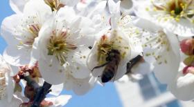 MEL CERTIFICADO DA SERRA DA LOUSÃ REGISTA “QUEBRA GRANDE” DE PRODUÇÃO