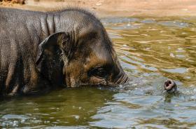 ELEFANTE DE TAMANHO INVULGAR MORTO POR CAÇADOR NO ZIMBABUÉ