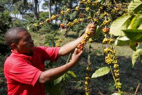 ANGOLA, UM GIGANTE ADORMECIDO QUE PROCURA O SEU LUGAR NA INDÚSTRIA DO CAFÉ