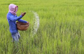 PRODUÇÃO DE ARROZ NA GUINÉ-BISSAU DEVERÁ CRESCER EM RELAÇÃO A 2014 – RELATÓRIO