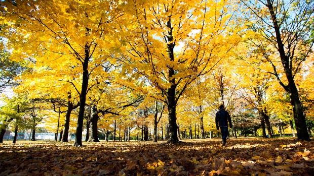 Um homem caminha através das folhas caídas de outono no High Park em Toronto, nesta foto de arquivo de 2013. The Canadian Press / Nathan Denette