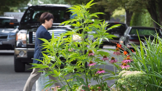 Marijuana, vista aqui em crescimento no meio de uma rua residencial, poderá em breve ser legalizada pelos Liberais de Trudeau. (Jonathan Hayward/Canadian Press)
